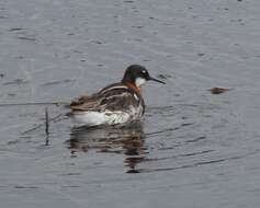 Image of Red-necked Phalarope