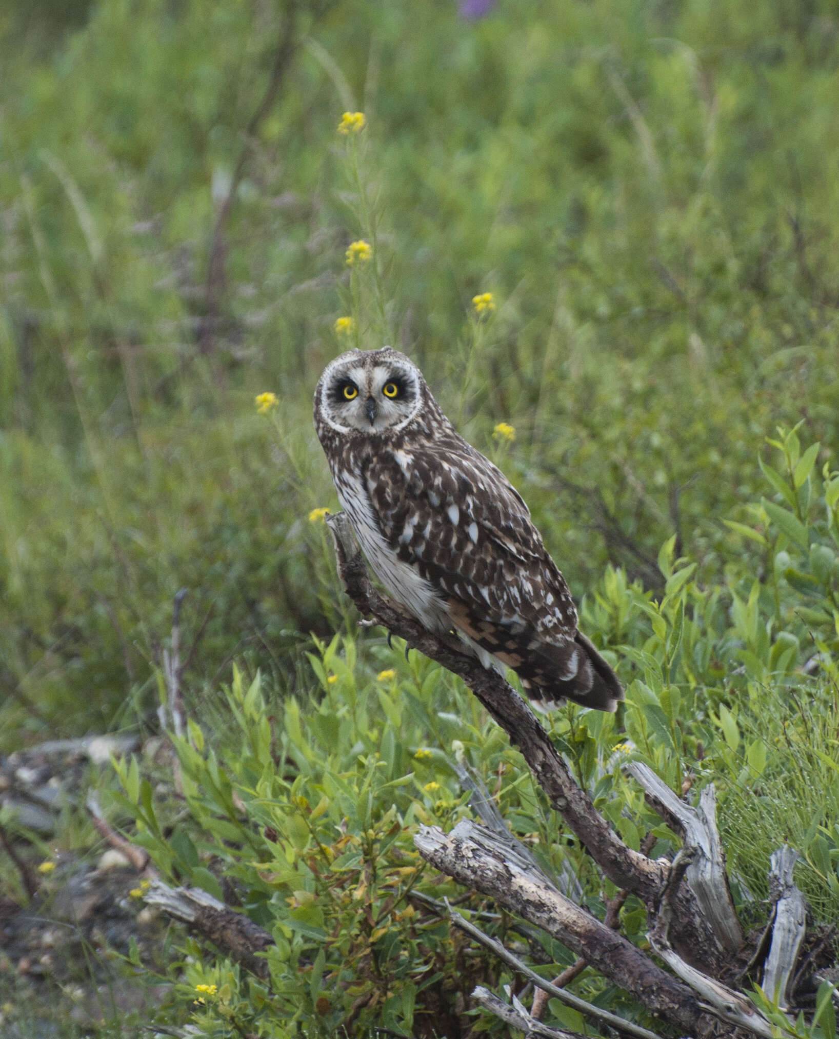 Image of Short-eared Owl