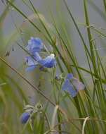 Image of tall Jacob's-ladder