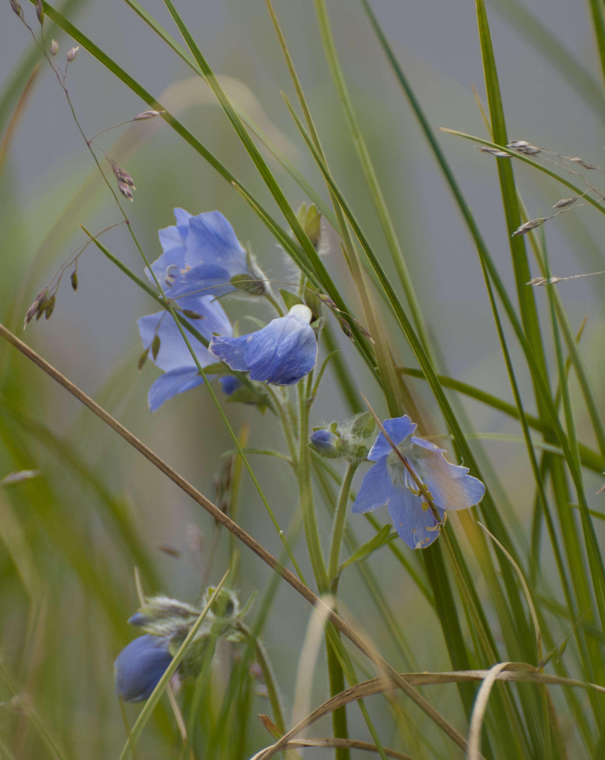 Image de Polemonium acutiflorum Willd. ex Roem. & Schult.