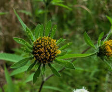 صورة Bidens vulgata E. L. Greene