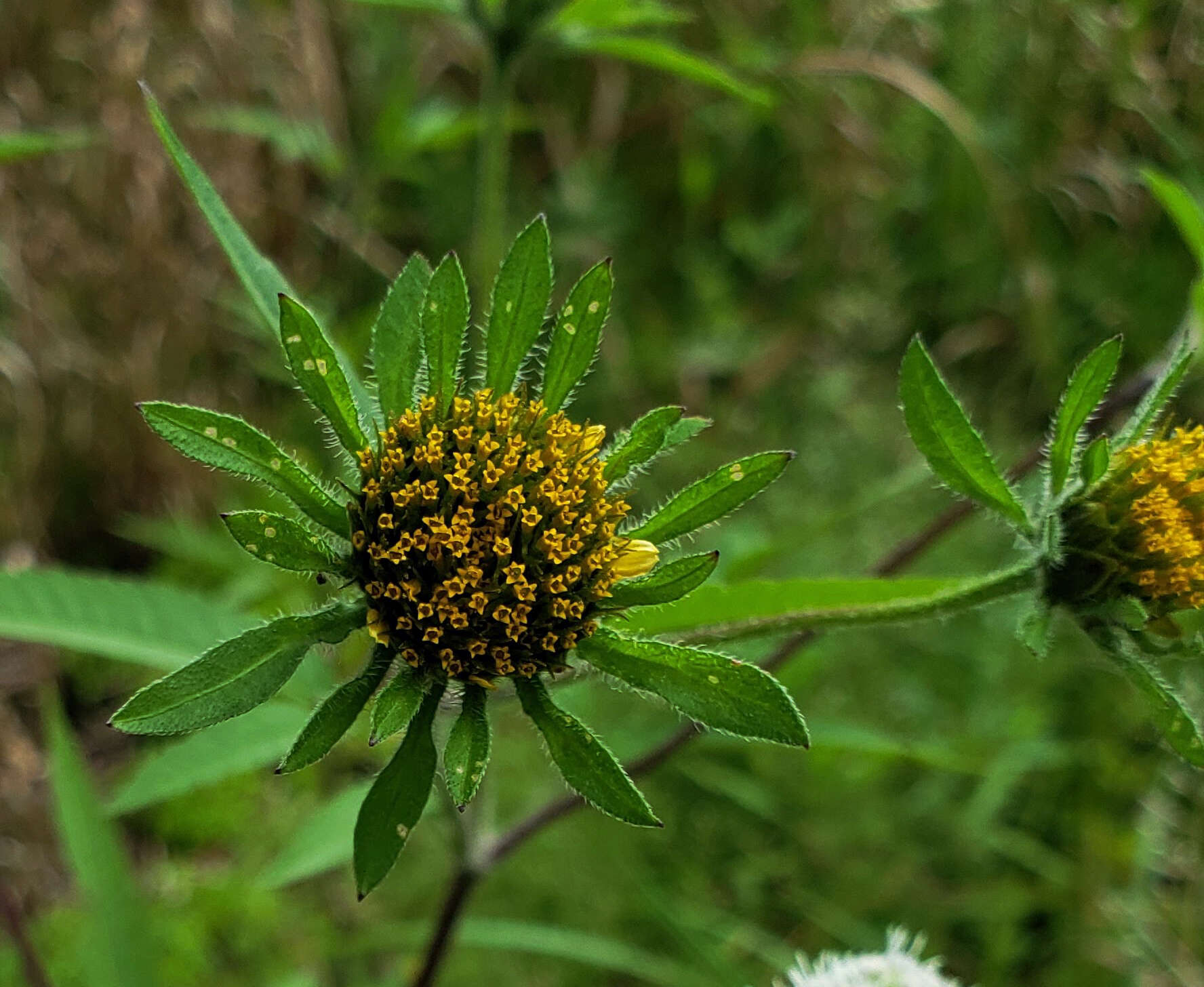 صورة Bidens vulgata E. L. Greene