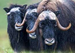 Image of muskox