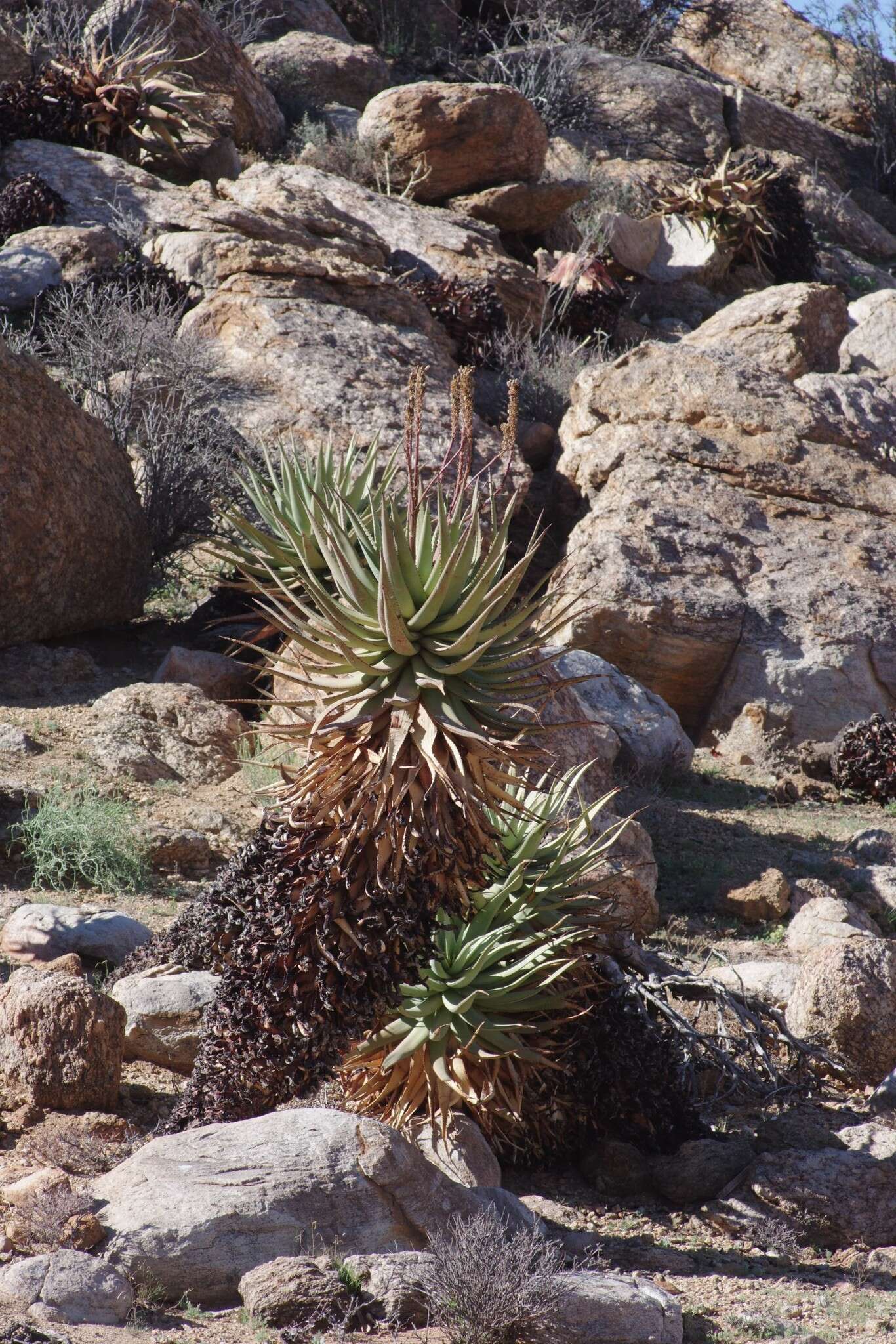 Image of Namaqua Aloe