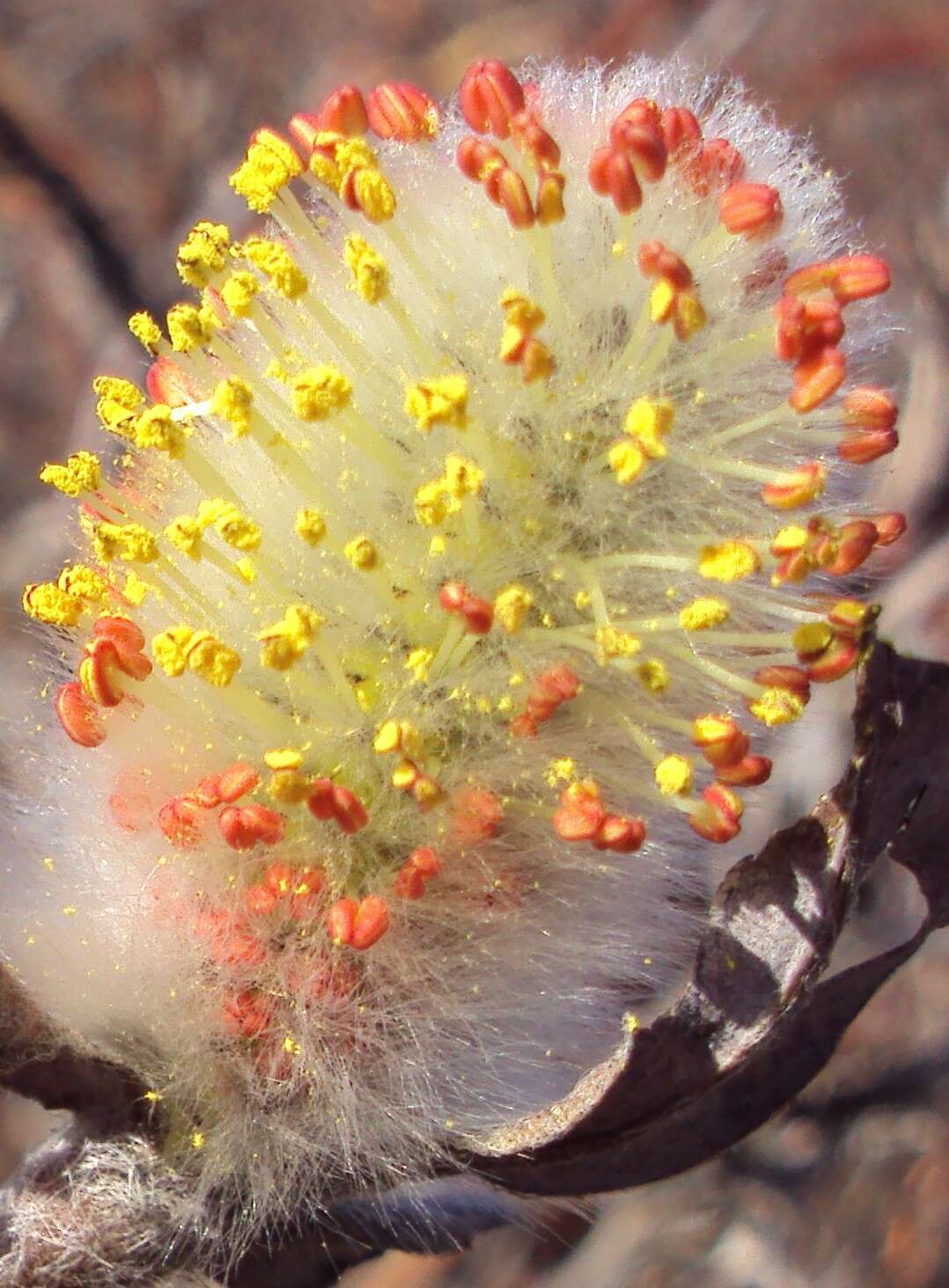 Image of arctic willow