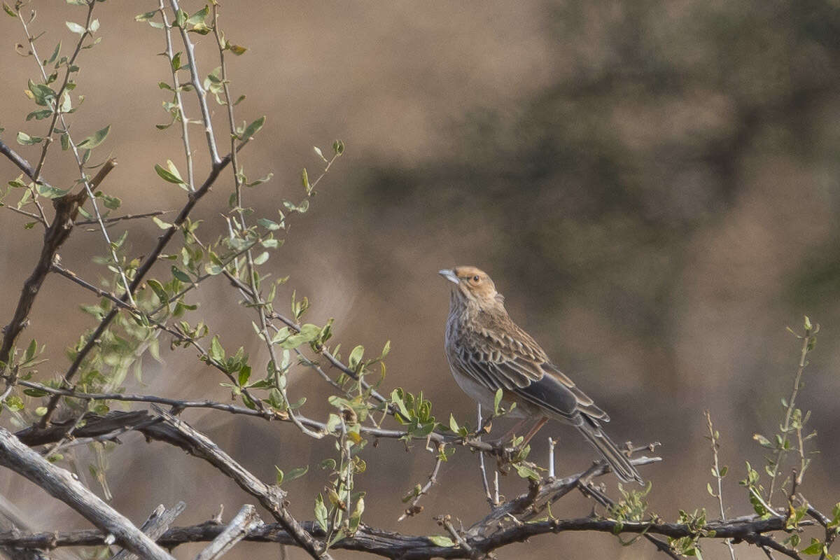 Image of Pink-breasted Lark