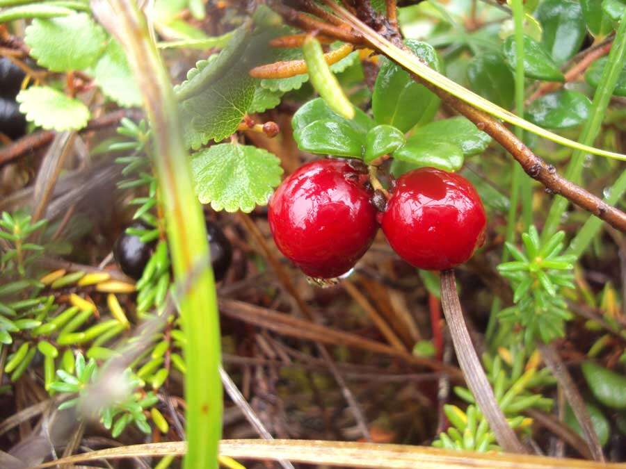 Image of Vaccinium subgen. Oxycoccus