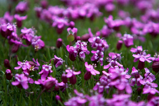 Image of moss campion