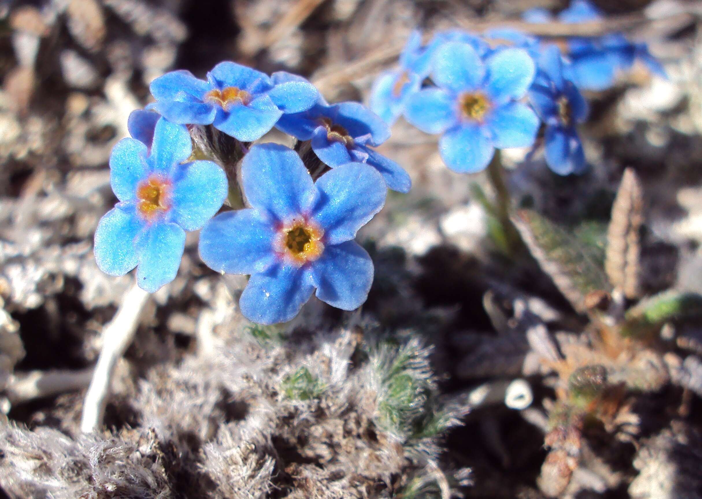 Imagem de Eritrichium nanum (L.) Gaudin