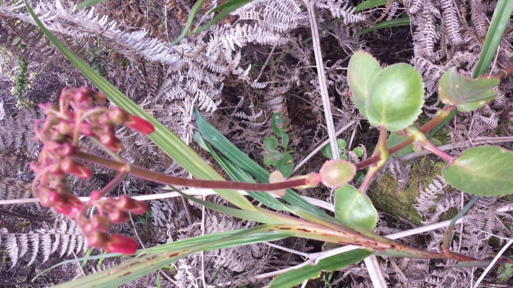 Image of Kalanchoe pubescens Baker