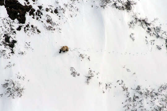 Image of grizzly bear