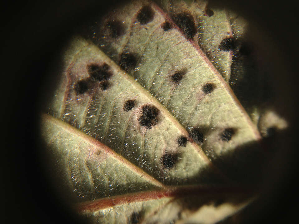 Image of Phragmidium violaceum (Schultz) G. Winter 1880