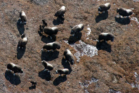 Image of muskox