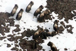 Image of muskox