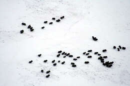 Image of muskox