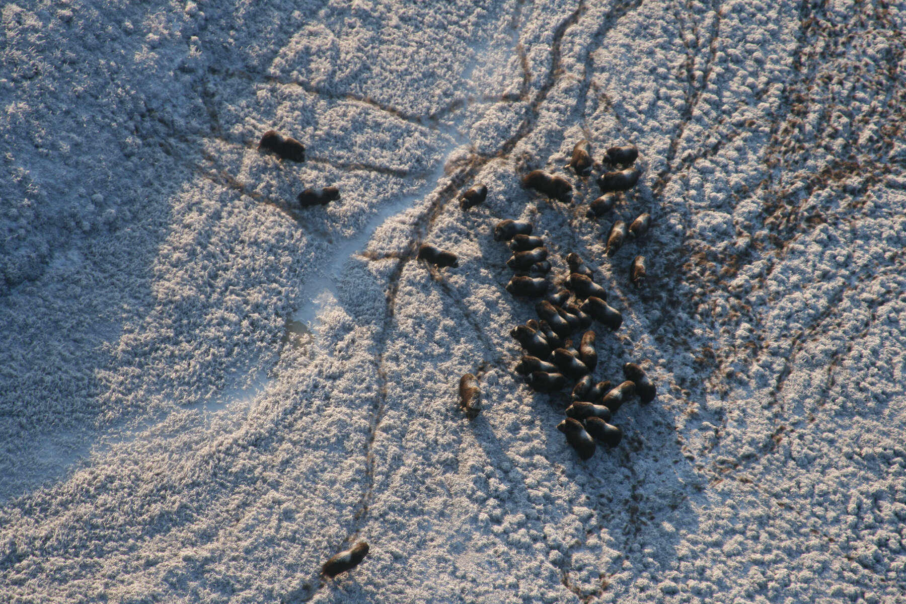 Image of muskox