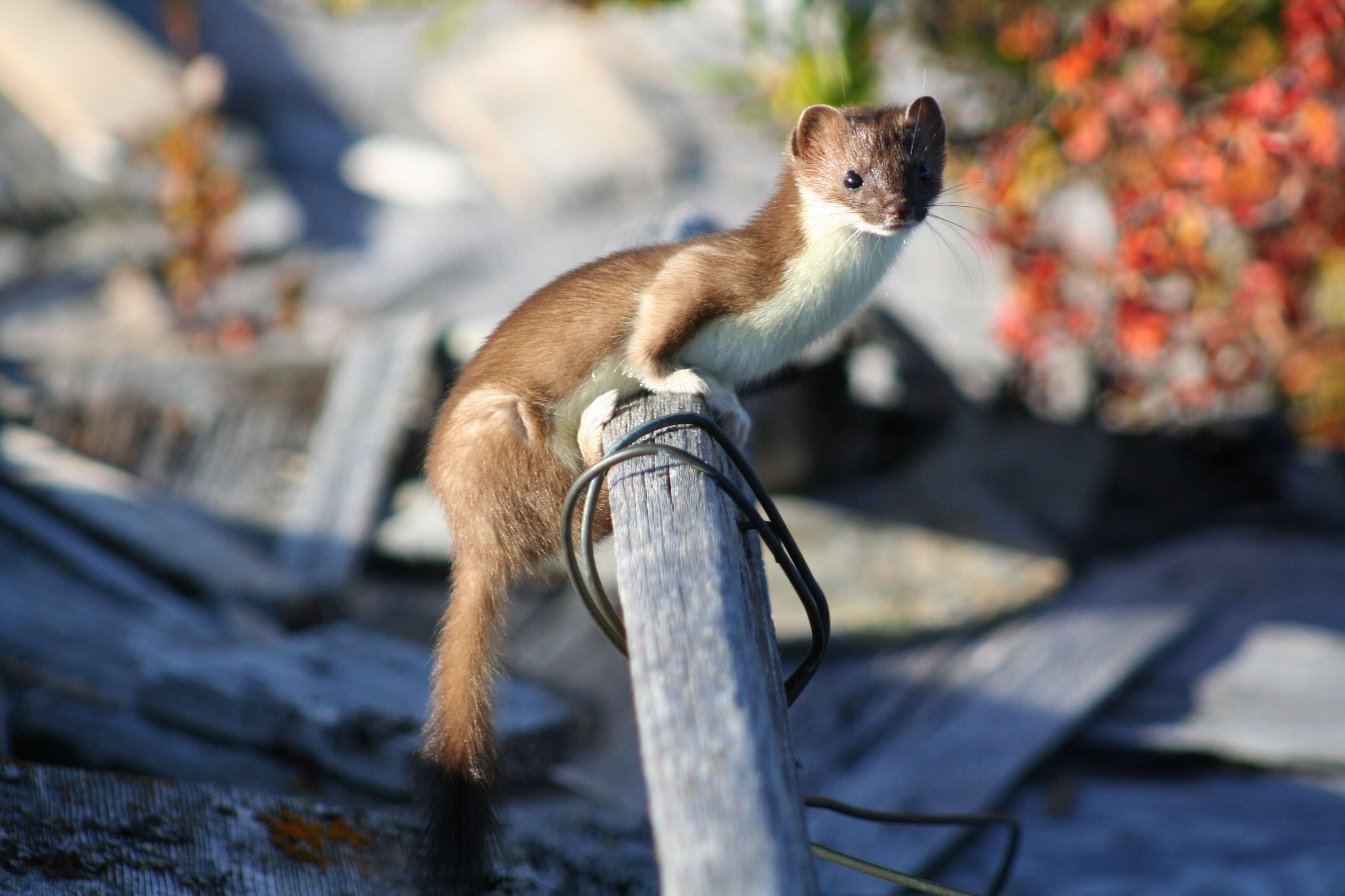 Image of least weasel