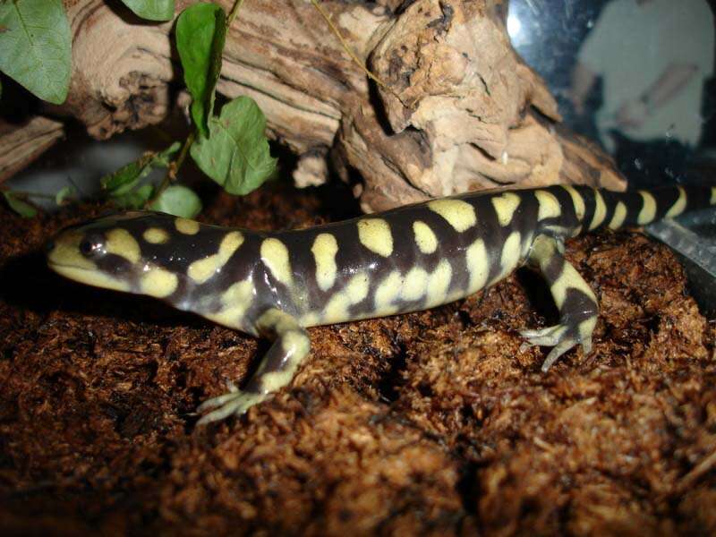 Image of Eastern Tiger Salamander