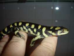 Imagem de Ambystoma tigrinum (Green 1825)