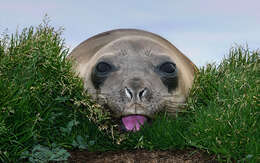 Image of South Atlantic Elephant-seal