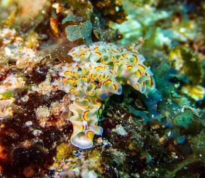 Image of lettuce sea slug