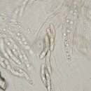 Image of Echinosphaeria strigosa (Alb. & Schwein.) Declercq 2009