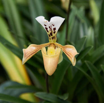 Image of Gratix's Paphiopedilum