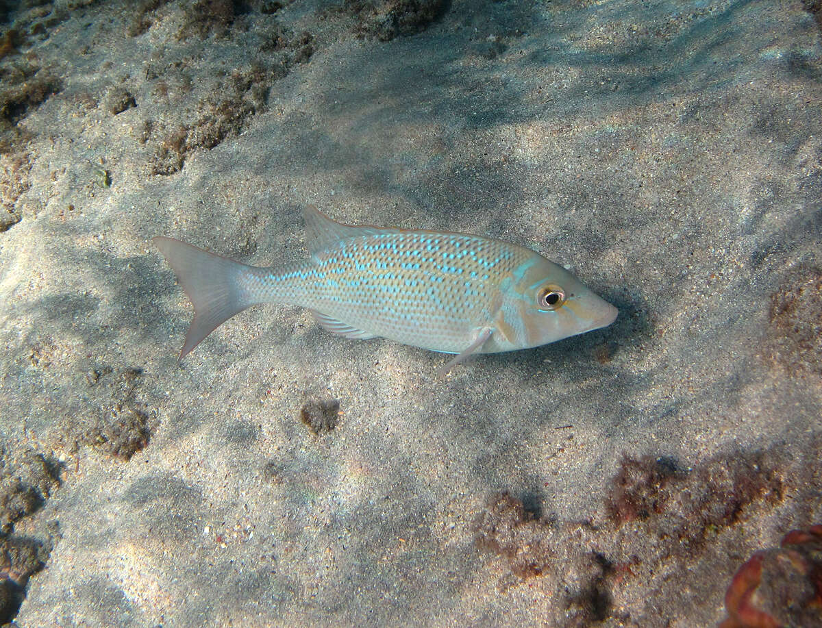 Lethrinus nebulosus (Forsskål 1775) resmi