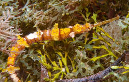 Image of Dusky Pipefish