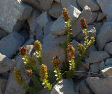 Image of Veronica haastii Hook. fil.