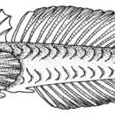 صورة Benthophiloides turcomanus (Iljin 1941)