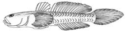 Benthophiloides turcomanus (Iljin 1941) resmi