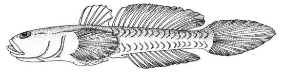 صورة Benthophiloides turcomanus (Iljin 1941)