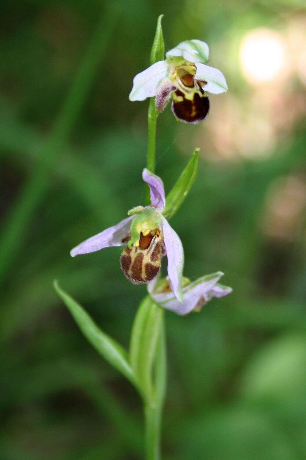 Image of Bee orchid