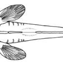 Image of duckbill pugolovka