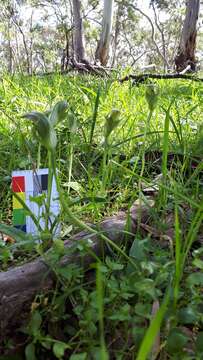 Слика од Pterostylis curta R. Br.