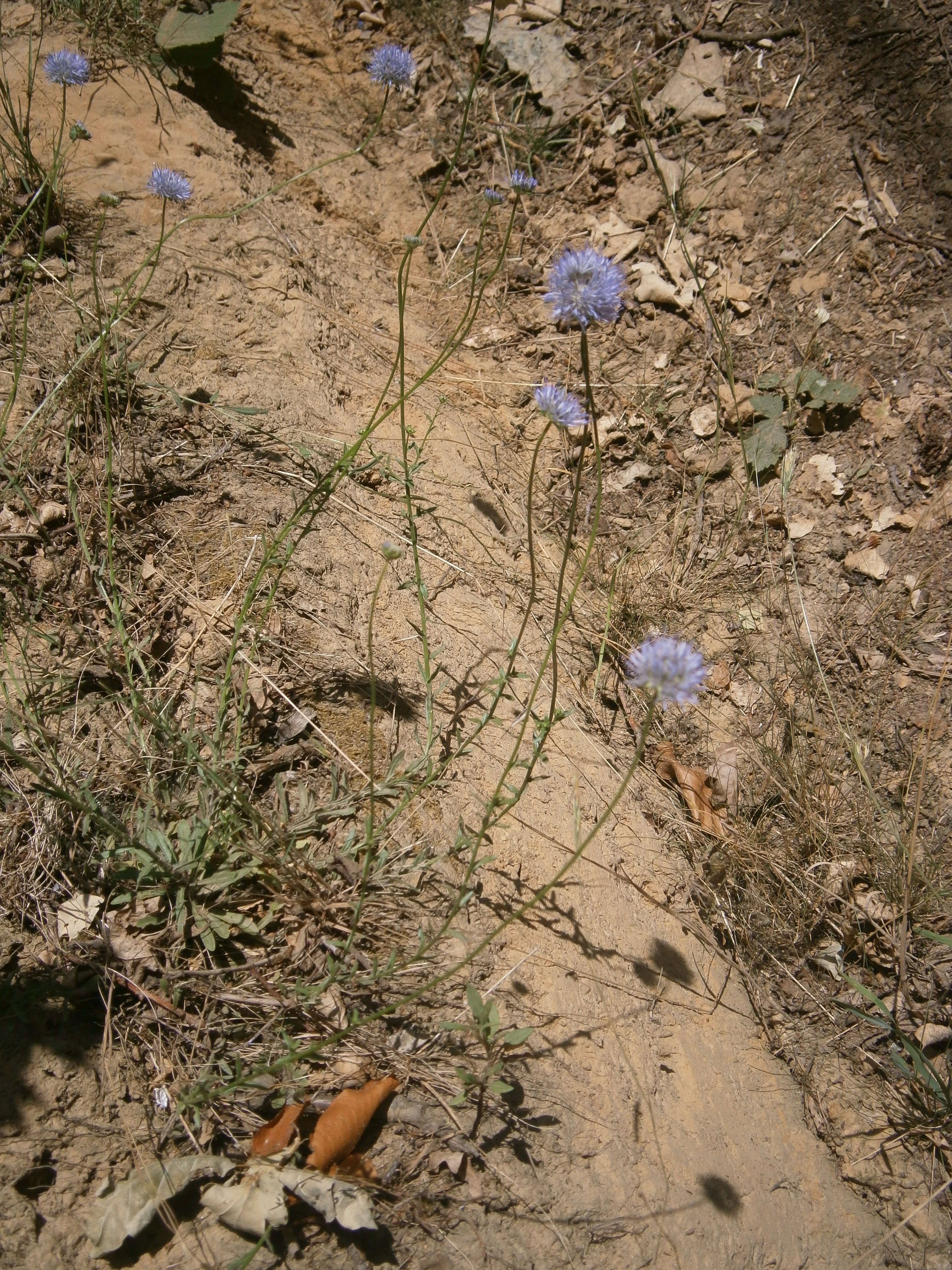 Слика од Jasione montana L.