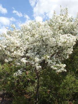 Image of Ricinocarpos pinifolius Desf.