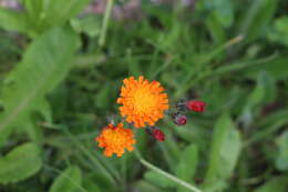 Imagem de Pilosella aurantiaca (L.) Sch. Bip., F. W. Schultz & Sch. Bip.