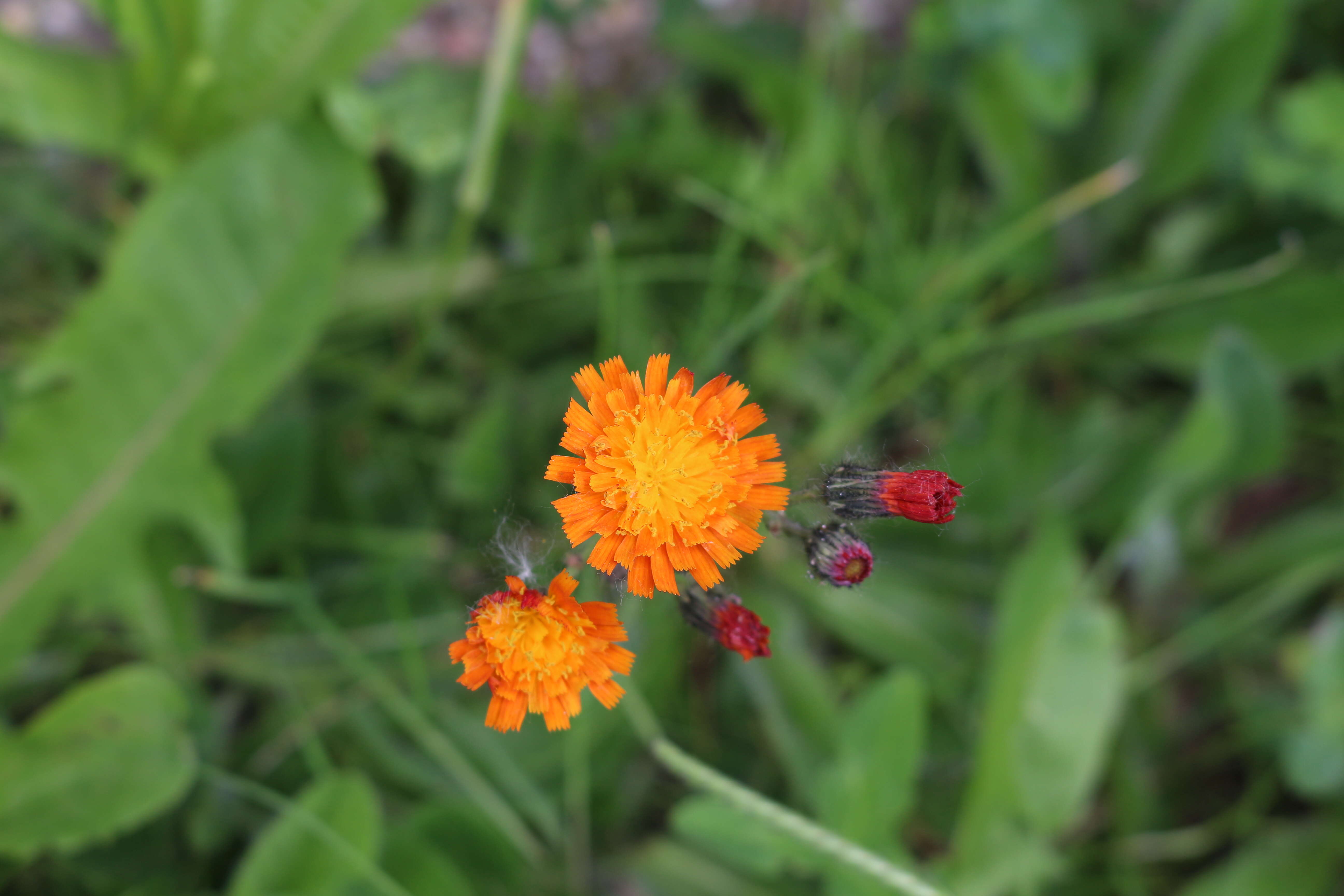 Imagem de Pilosella aurantiaca (L.) Sch. Bip., F. W. Schultz & Sch. Bip.