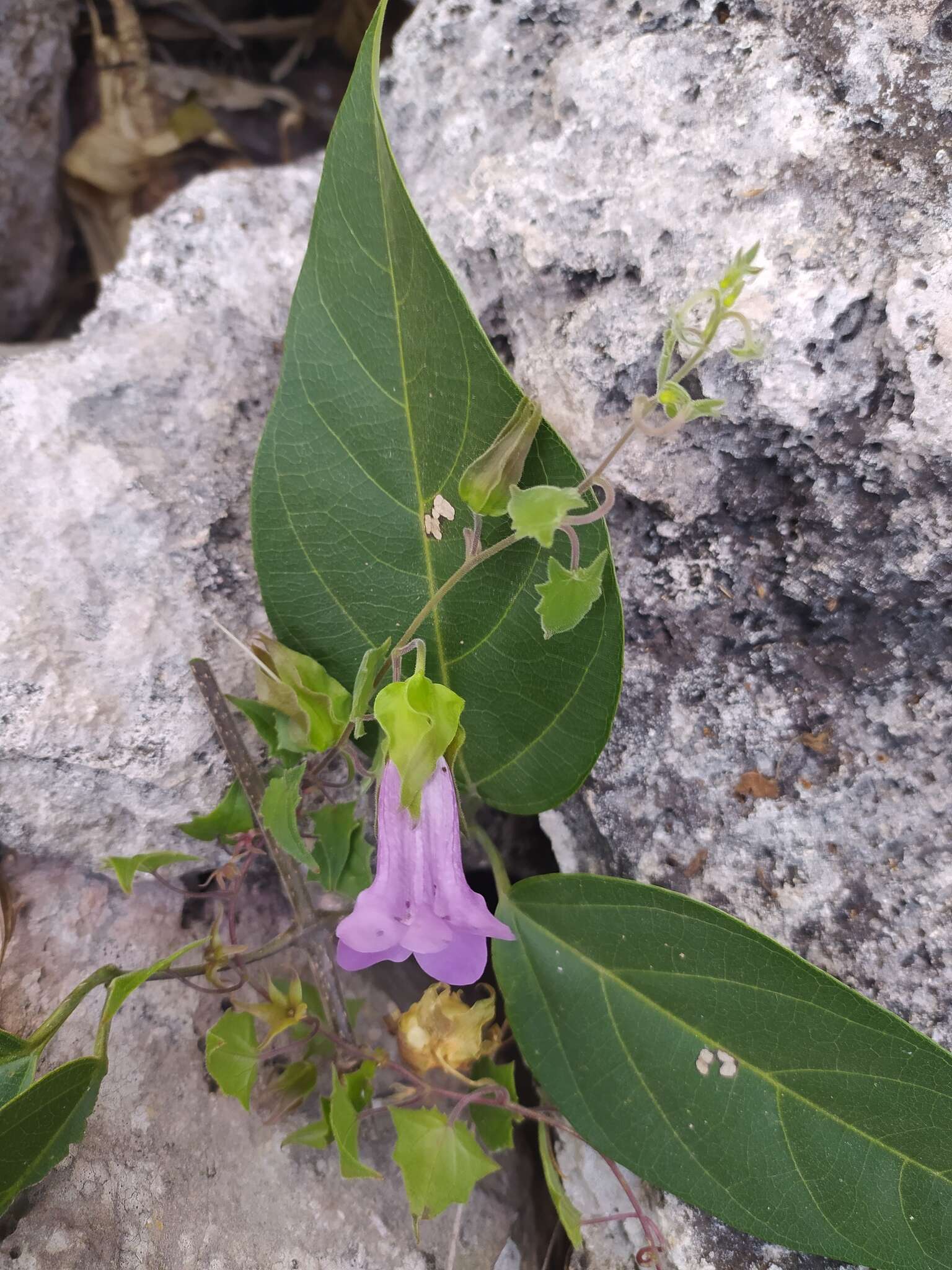 Image of Maurandya scandens (Cav.) Pers.