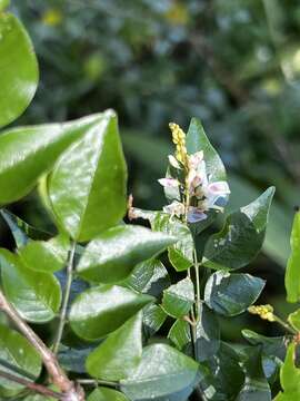 Plancia ëd Indigofera natalensis Bolus