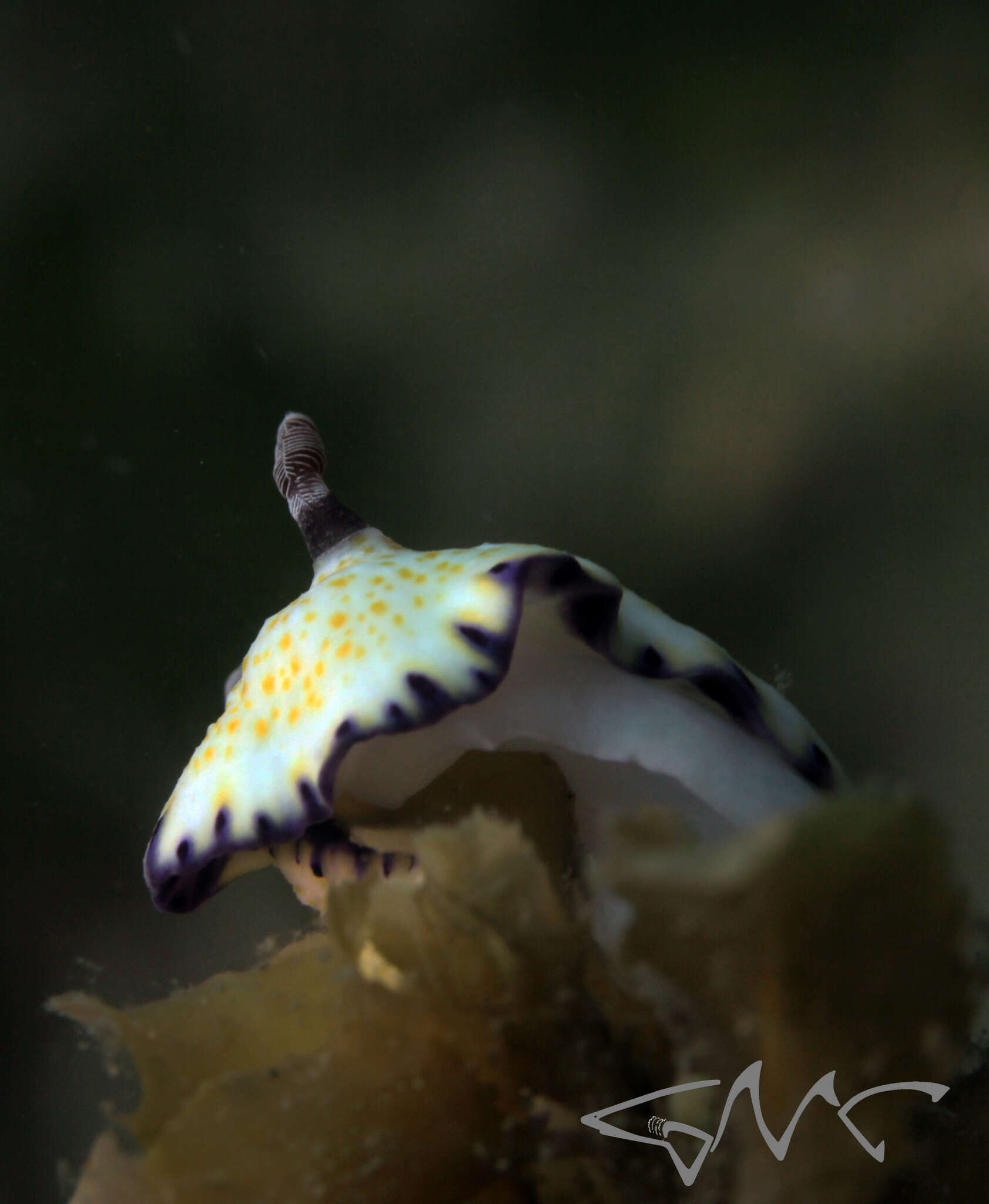 Image of Pale gold and purple slug