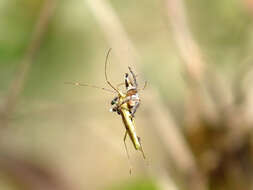 Image of freeloader flies