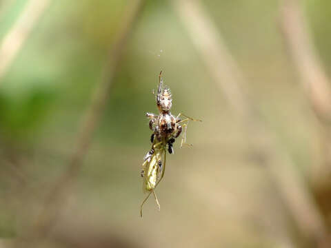 Image of freeloader flies