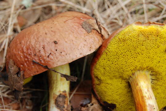 Image of Aureoboletus flaviporus (Earle) Klofac 2010