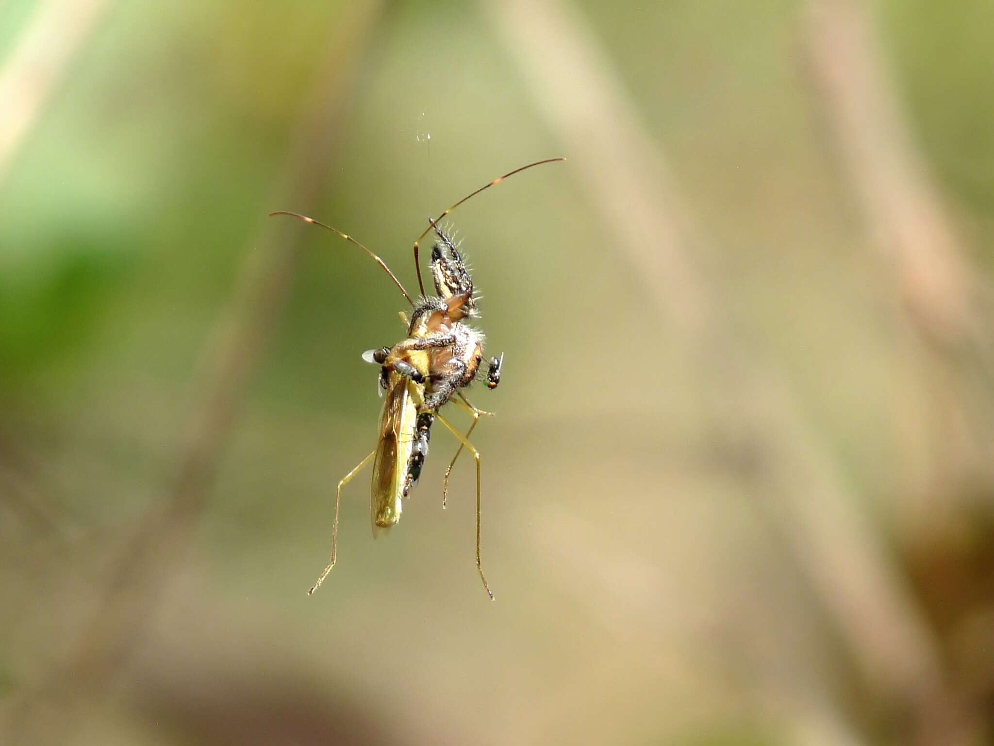 Sivun Milichiidae kuva