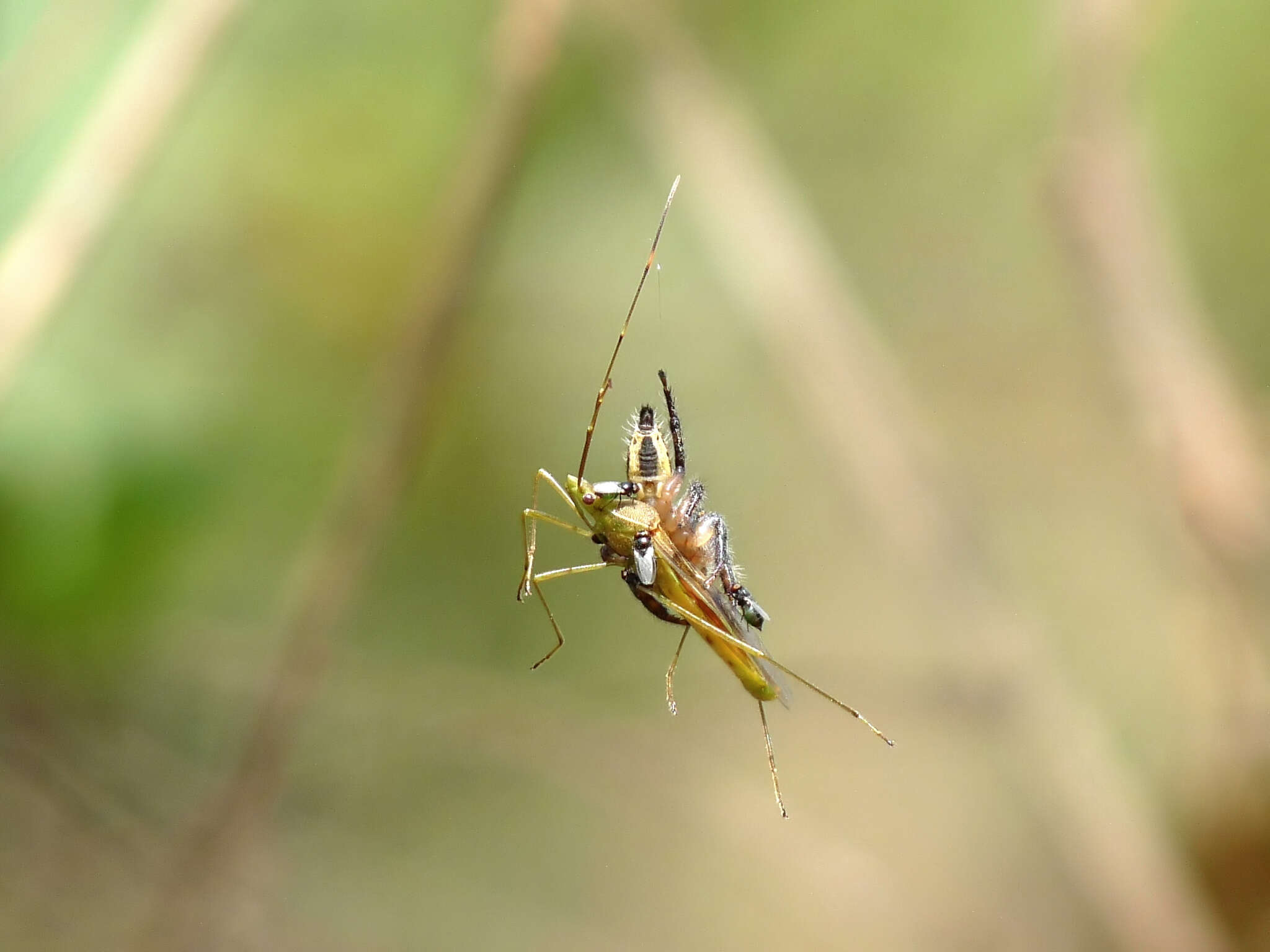 Image of freeloader flies