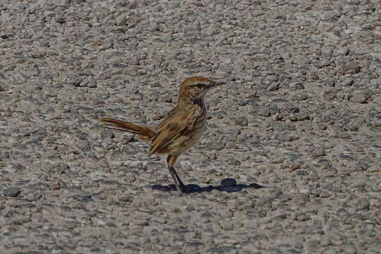 Image of Rufous Calamanthus