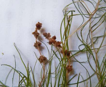 Image of pondweed